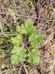 Ranunculus oxyspermus