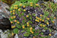 Saxifraga saginoides
