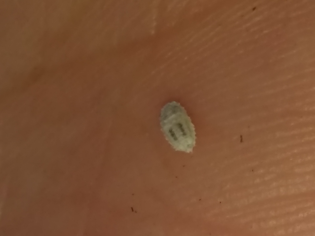 Chinese hibiscus mealybug