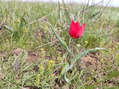Tulipa suaveolens