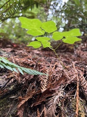 Vancouveria hexandra