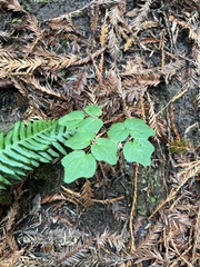 Vancouveria hexandra