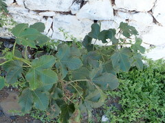 Jatropha gossypiifolia image