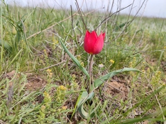 Tulipa suaveolens