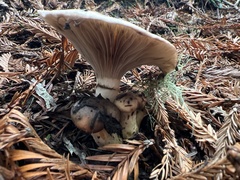 Gomphidius oregonensis