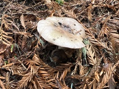 Gomphidius oregonensis