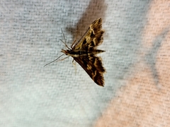 Diasemia grammalis