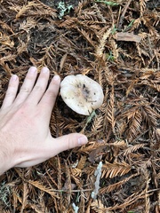 Gomphidius oregonensis