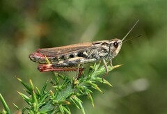 Chorthippus binotatus