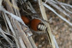 Dasymutilla nigripes