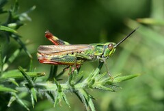 Chorthippus binotatus