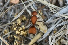 Dasymutilla nigripes