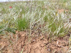 Ranunculus illyricus