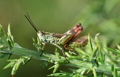 Chorthippus binotatus