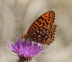 Speyeria hesperis