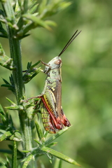 Chorthippus binotatus