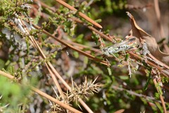 Chorthippus binotatus