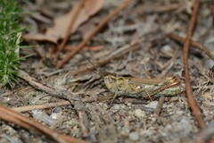 Chorthippus binotatus