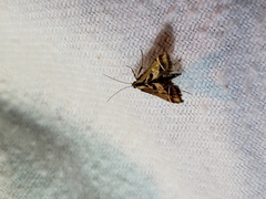 Diasemia grammalis