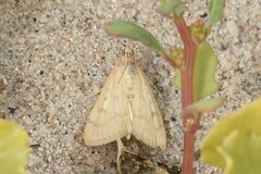 Pyraustini