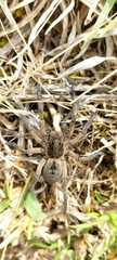 Lycosidae