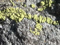 Acarospora socialis