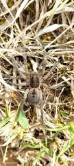 Lycosidae