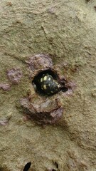 Acanthais brevidentata