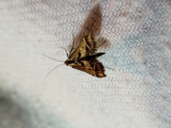 Diasemia grammalis