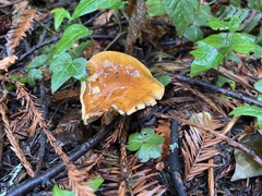 Pholiota velaglutinosa