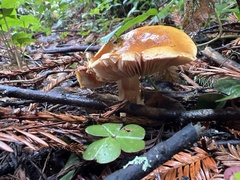 Pholiota velaglutinosa