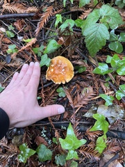 Pholiota velaglutinosa