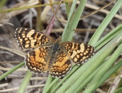 Phyciodes mylitta