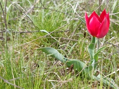 Tulipa suaveolens