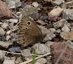 Cercyonis oetus