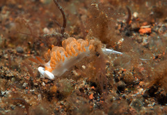 Moridilla brockii