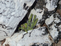 Anacridium melanorhodon