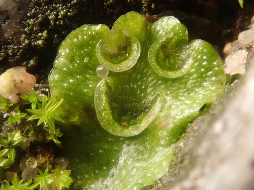 Lunularia cruciata
