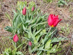Tulipa suaveolens