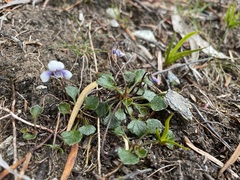 Viola serpentinicola
