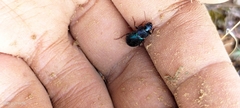 Carabidae