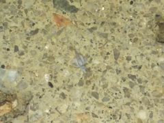 Shivaphis celti