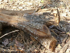 Terminalia elliptica