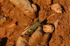 Chorthippus binotatus