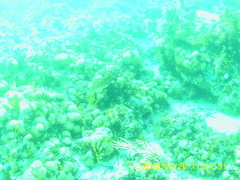 Clinus superciliosus