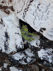 Anacridium melanorhodon