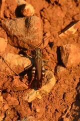 Chorthippus binotatus