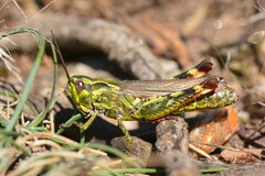 Chorthippus binotatus