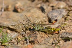 Chorthippus binotatus