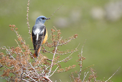 Monticola saxatilis